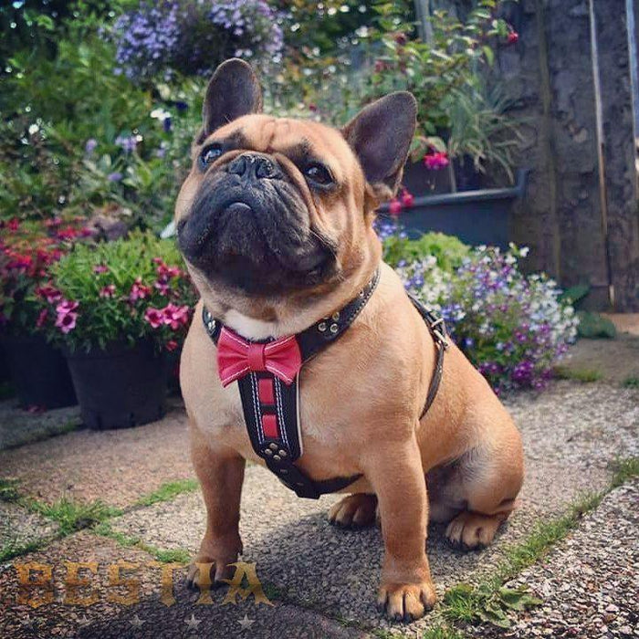 Cute french bulldog harness hotsell