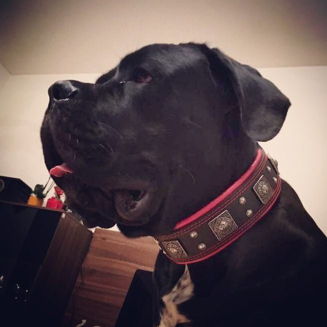 The "Eros" collar 2.5 inch wide black & red Collars