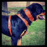 The "Eros" harness brown Harnesses