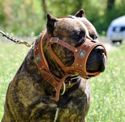 Der Echtleder-Maulkorb „Eros“ für große Hunderassen – Bestia Collars