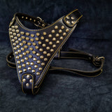 The "Gladiator" harness Gold/Silver Harnesses