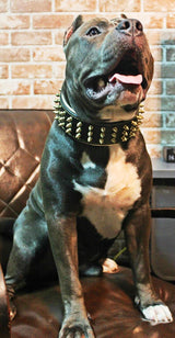 The "Gold Giant" collar Collars