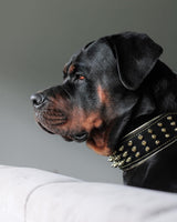 The "Gold Giant" collar Collars