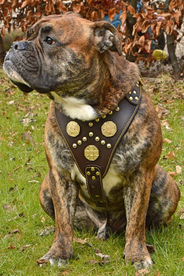 The "Maximus" brown harness Harnesses