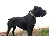 The "Maximus" collar 2.5 inch wide black & gold Collars