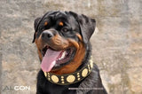 The "Maximus" collar 2.5 inch wide black & gold Collars