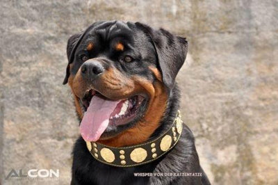 The one and only Maximus leather dog collar by Bestia – Bestia Collars