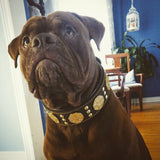 The "Maximus" collar 2.5 inch wide brown & gold Collars