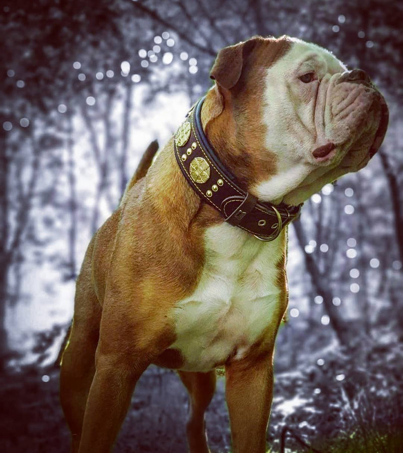 The "Maximus" collar 2.5 inch wide brown & gold Collars