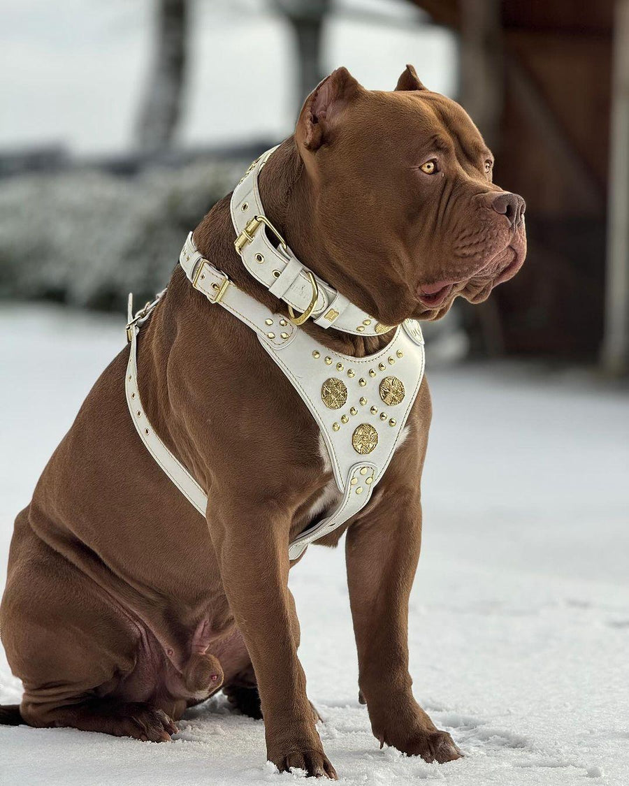 American Bully wearing the “Maximus” white & gold collar with the matching harness, in snow