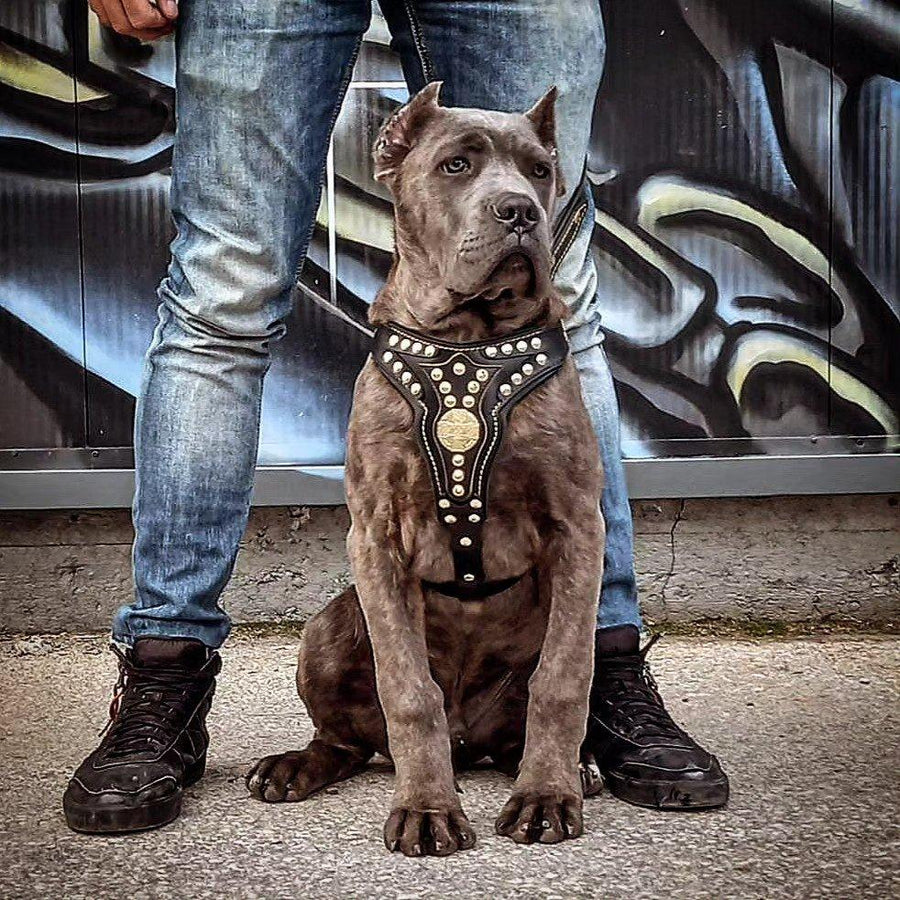 The ''Maximus'' harness V2 Medium Size – Bestia Collars