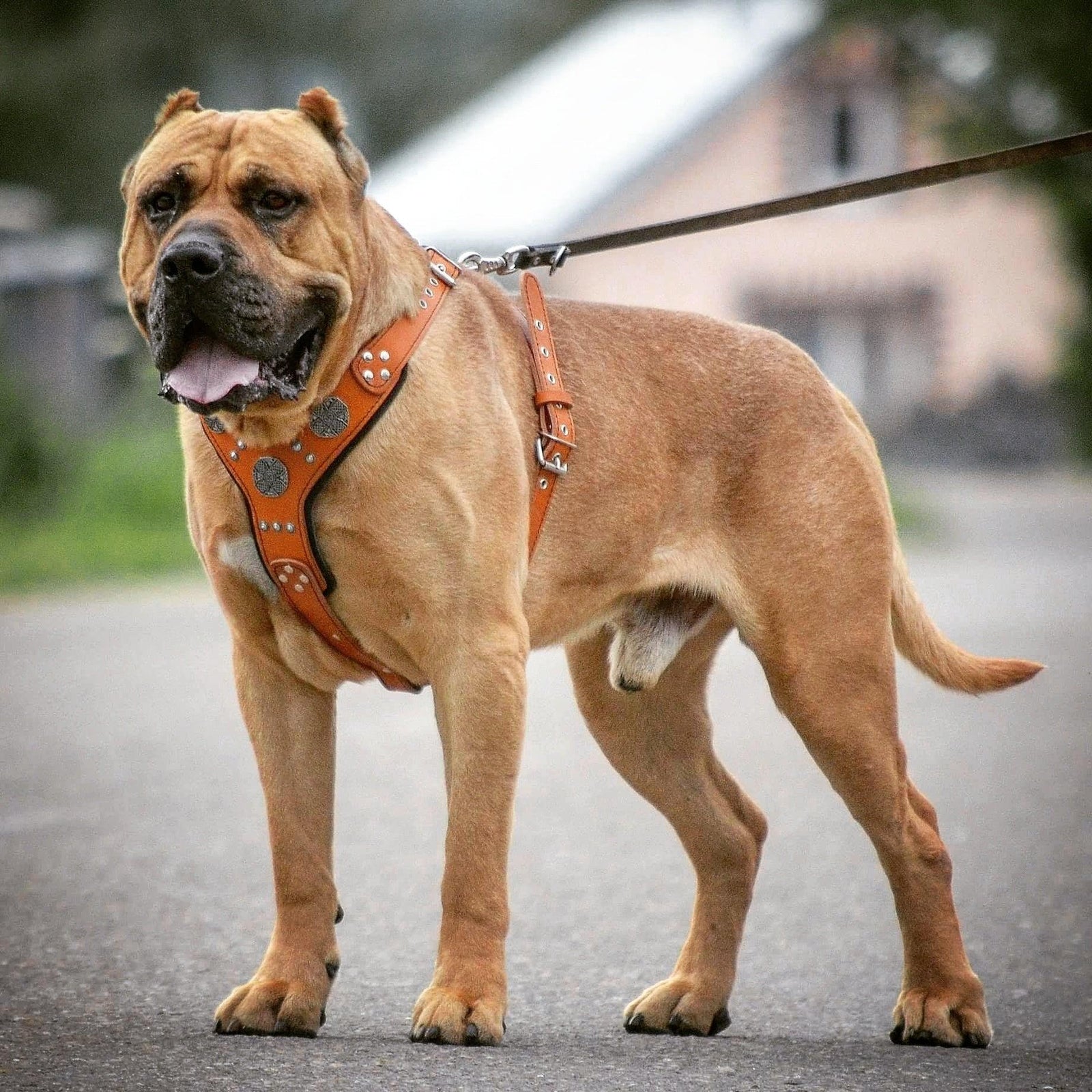 Real Leather Dog Harness For Large Dogs – Cane Corso, Pitbull, Rottweiler, Bull Terrier, 30-35 Inch Chest