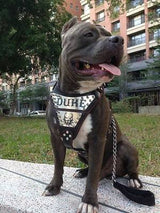 The "Metal" harness- Personalized! Harnesses