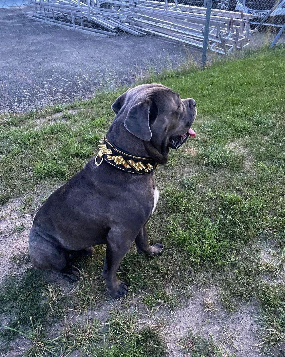 Cane corso chain collar hotsell