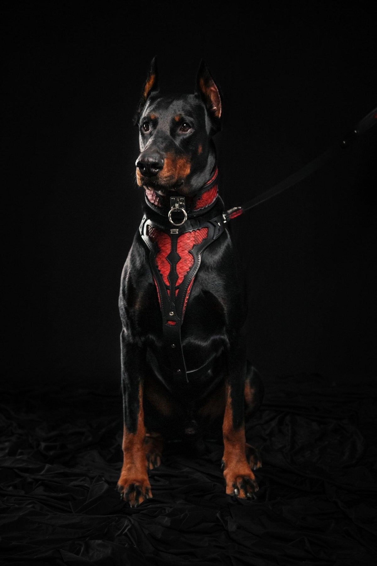 Der ''Rote Drache'' Hundehalsband – Bestia Collars