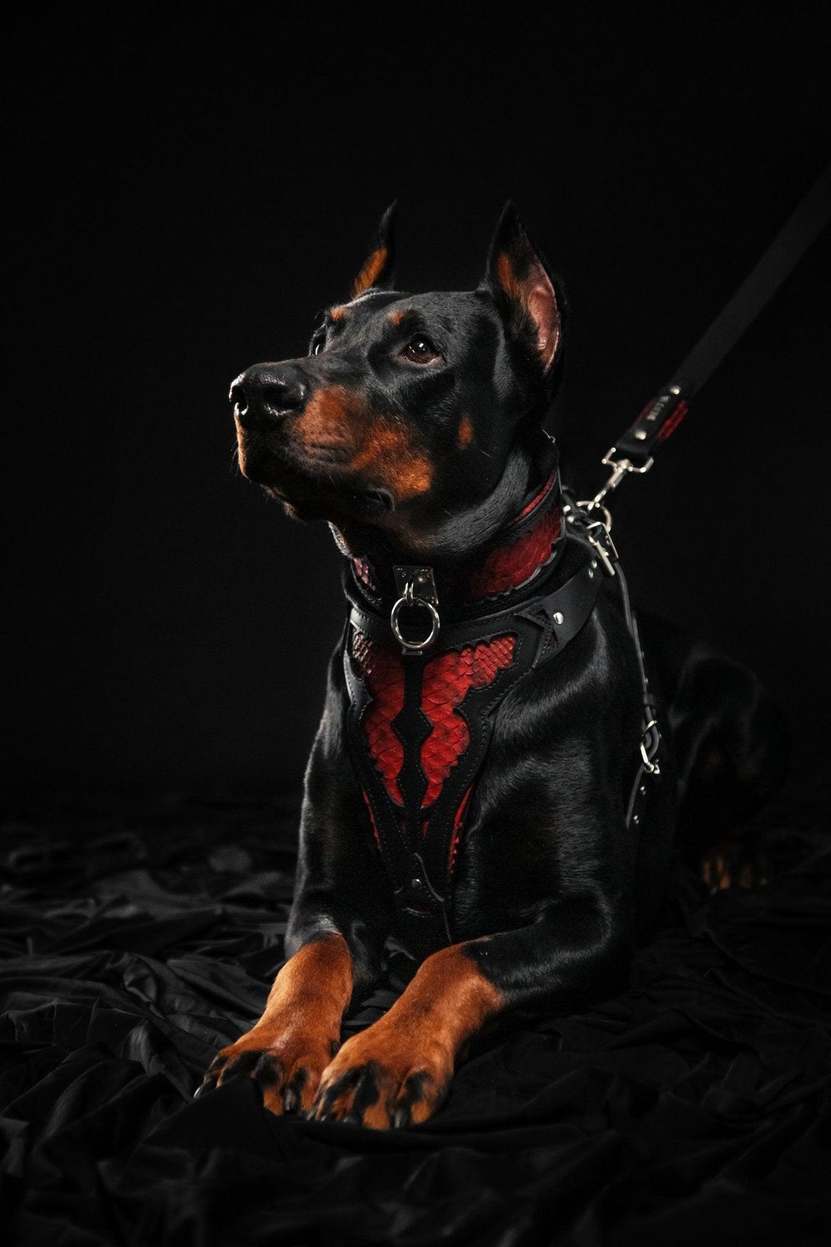 Der ''Rote Drache'' Hundehalsband – Bestia Collars