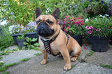 The "Rocky" studded leather harness Small to Medium Size Harnesses