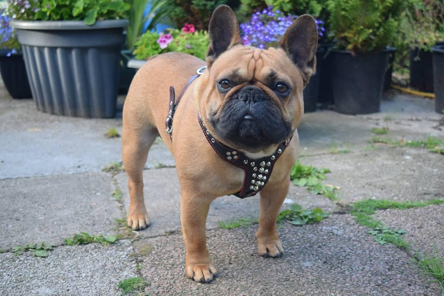 The Rocky studded leather harness Small to Medium Size Bestia Collars