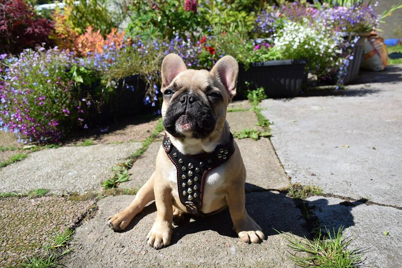 The "Rocky" studded leather harness Small to Medium Size Harnesses
