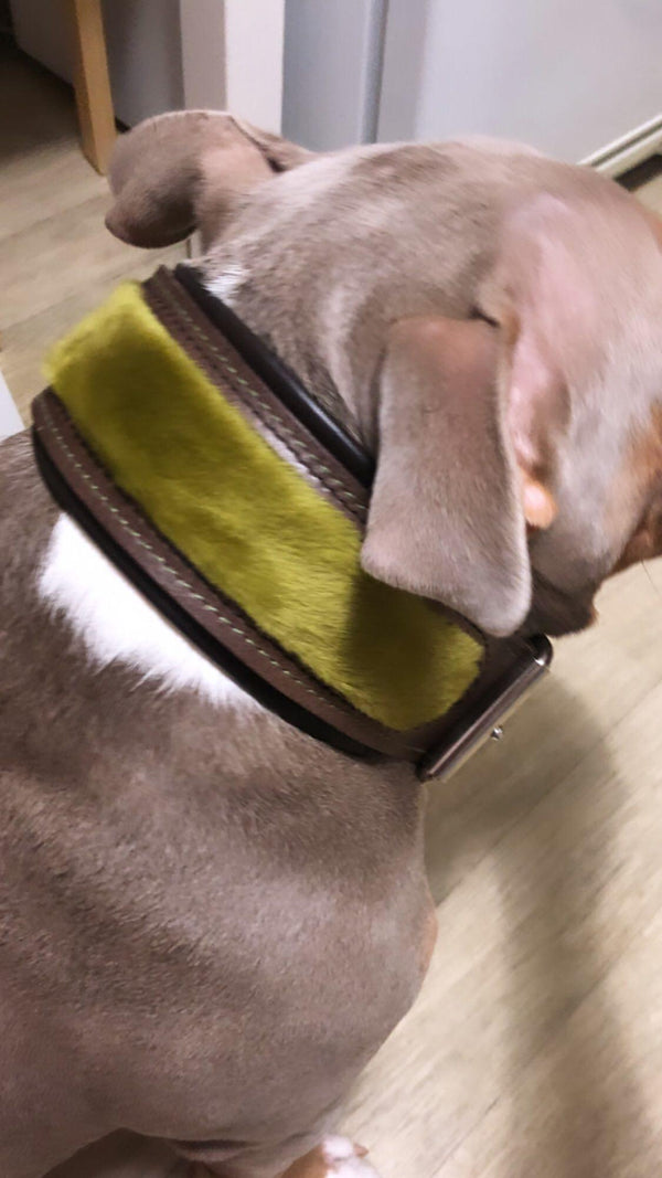 The ''Shrek'' collar Collars