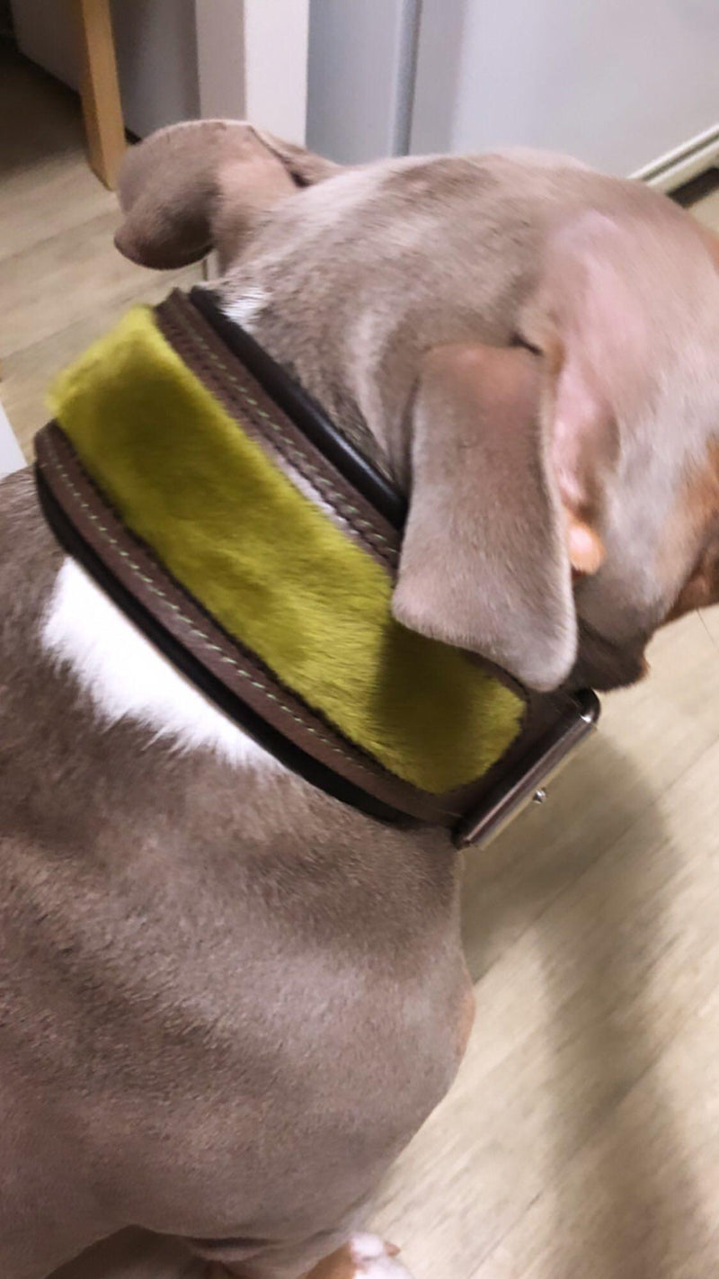 The ''Shrek'' collar Collars