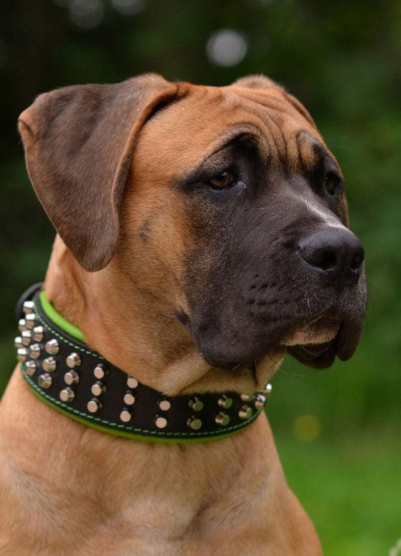 The "Stud" dog collar