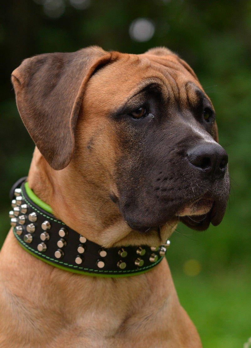 Genuine 1.75 Wide Thick Leather Studded Dog Collar. Fits 21.5-26 Genuine 1.75 Wide Thick Leather Studded Dog Collar. Fits 21.5-26