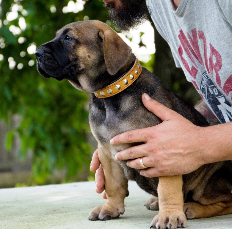 The "Superstar" puppy dog collar Collars